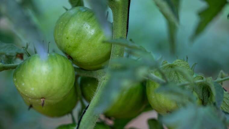 21 Finest Heirloom Tomato Varieties For Your Backyard