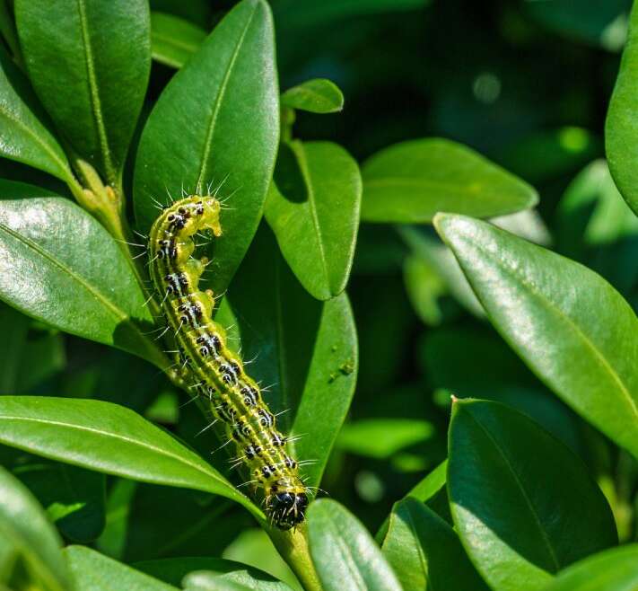 Shrub Illnesses And Pests To Watch Out For