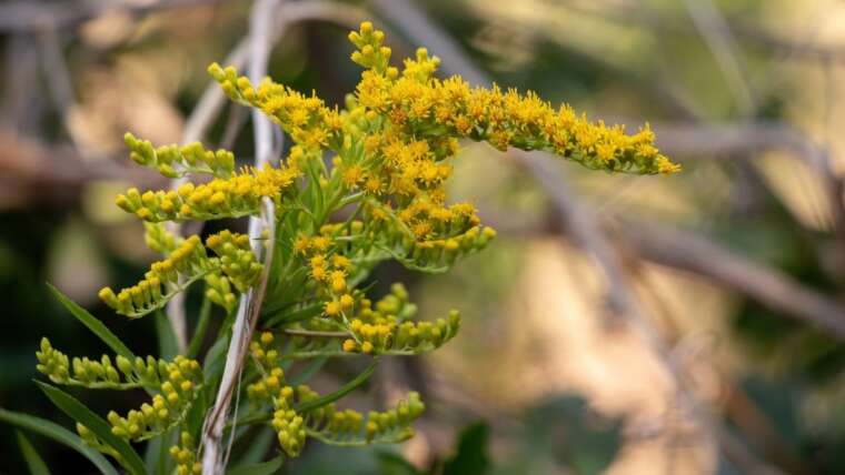 10 Stunning Goldenrod Varieties for Your Backyard