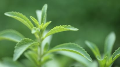 The right way to Plant, Develop, and Look after Stevia Crops