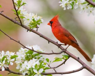 How To Entice Cardinals – Get Stunning Songbirds Flocking To Your Yard