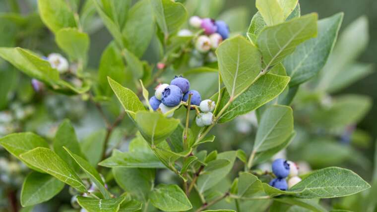 13 Greatest Thornless Berry Varieties for Your Backyard
