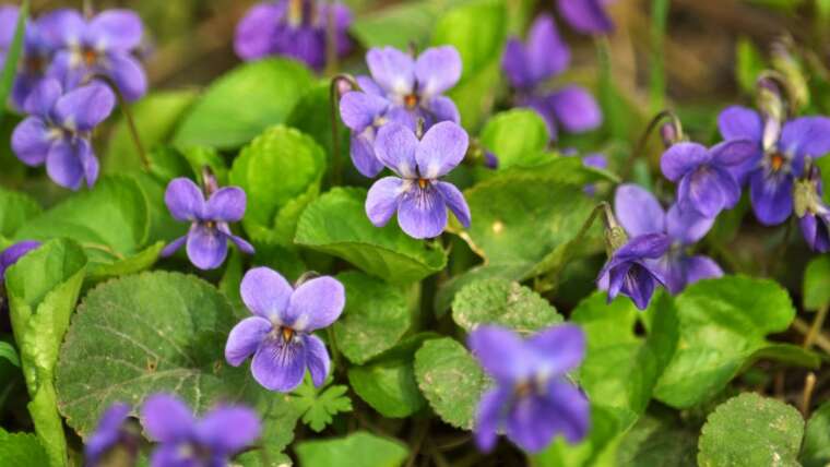 9 Causes to Embrace the Wild Violets in Your Garden