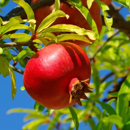 The way to Plant, Develop, and Look after ‘Great’ Pomegranate