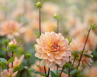 Eight Lengthy-Lasting Minimize Flowers You Can Develop In The Backyard