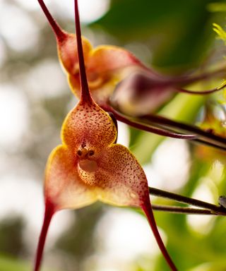 Monkey Orchid Care: How To Develop This Fascinating Species