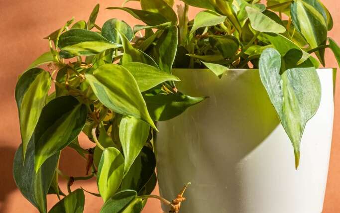 2024 Plant Of The Yr: Why Consultants Say Philodendron Is The “It” Plant Of The Yr