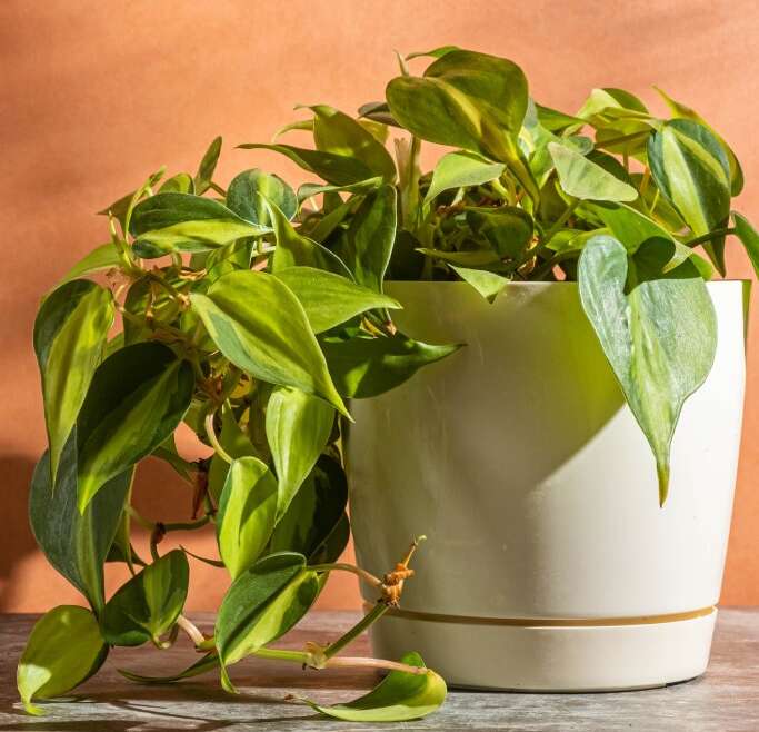 2024 Plant Of The Yr: Why Consultants Say Philodendron Is The “It” Plant Of The Yr