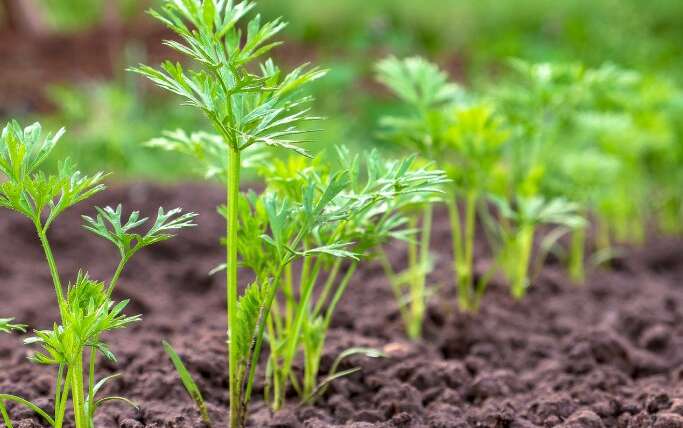 Information To Seeding Carrots: How To Give Carrots A Robust Begin