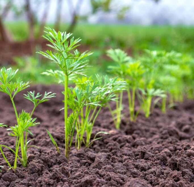 Information To Seeding Carrots: How To Give Carrots A Robust Begin