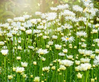 Watering Daisies: How Typically To Water Your Solar Loving Blooms