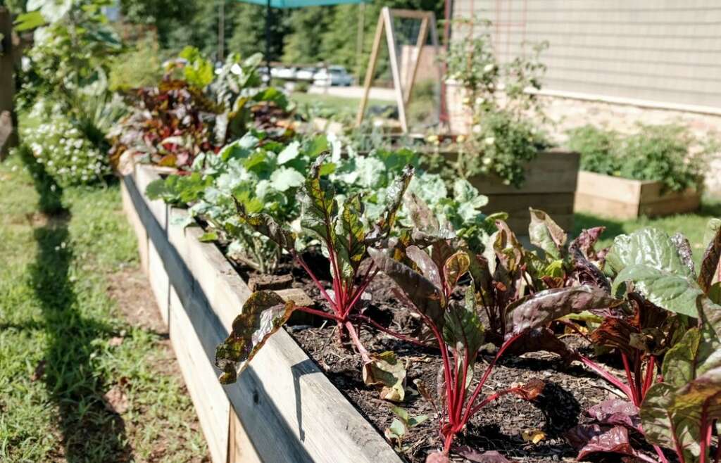 Raised Backyard Beds: Are They Price It?