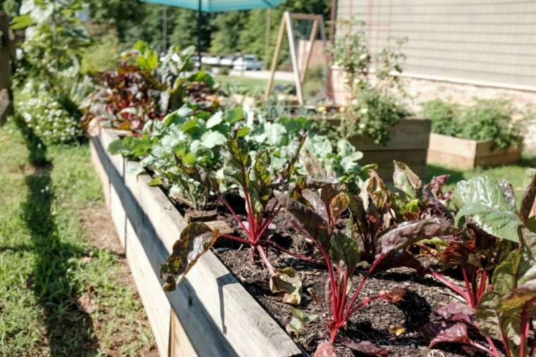 Raised Backyard Beds: Are They Price It?