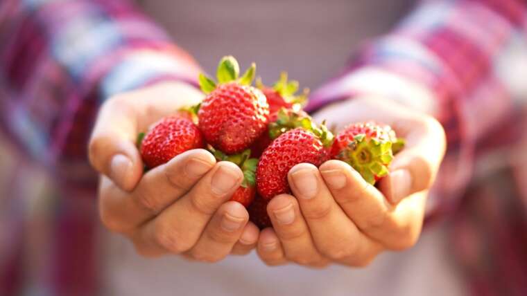 How you can Develop Strawberries from Seed