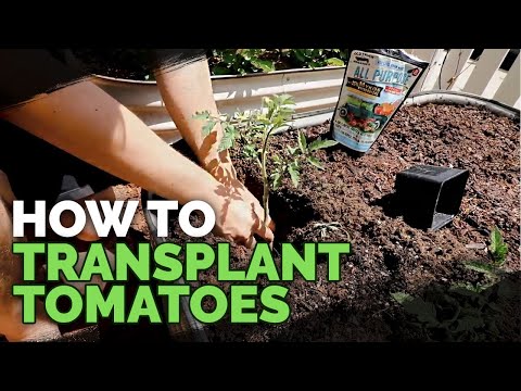 How Deep Ought to You Plant Tomatoes?