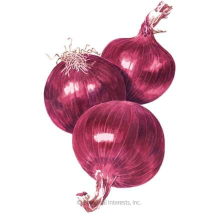 Is It Higher To Develop Onions from Seeds or Units?