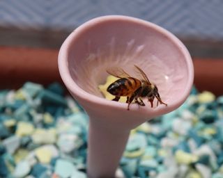 Bee Cups For Gardens: How To Add A Pollinator Water Station