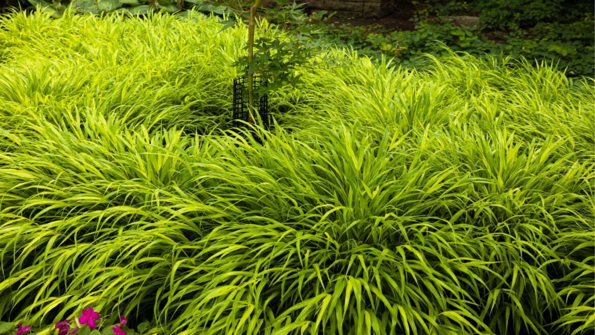 9 Greatest Styles of Japanese Forest Grass
