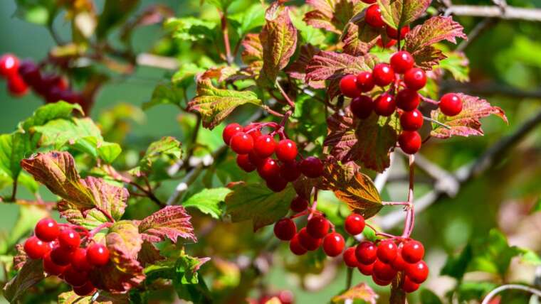 16 Fairly Backyard Shrubs with Crimson Berries