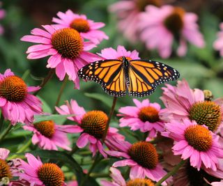 Lovely Butterfly Backyard Concepts: 10 Methods To Appeal to Fairly Pollinators To Your Yard