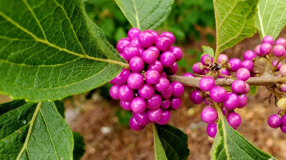 17 Greatest North American Native Shrubs For Your Backyard
