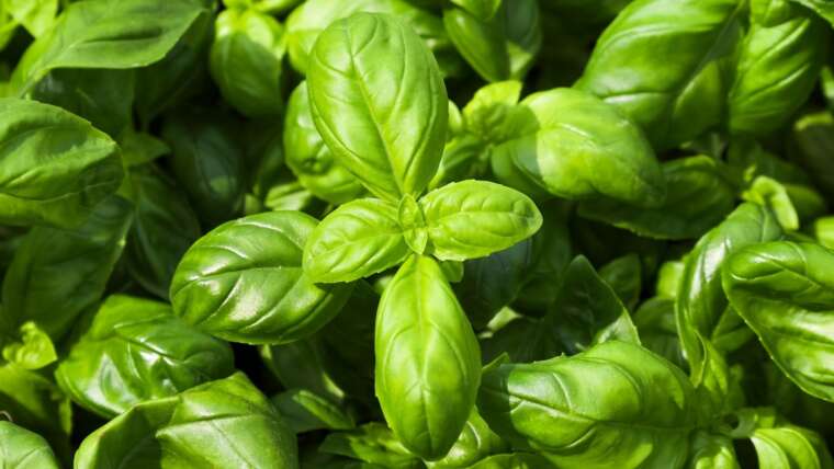 15 Scrumptious Culinary Herbs You Want in Your Backyard