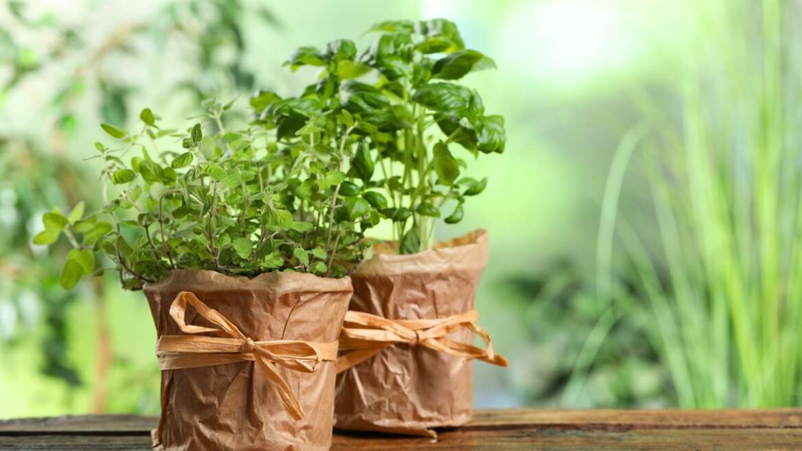 What Herbs Develop Effectively Collectively?