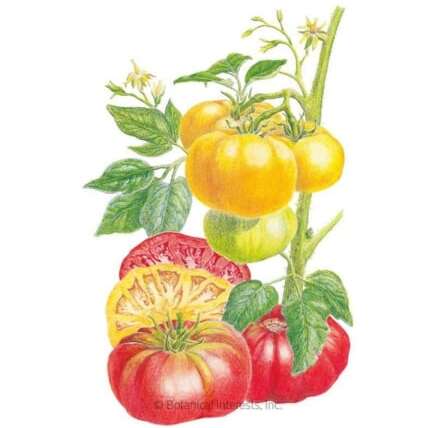 17 Tastiest Tomato Varieties for Recent Consuming