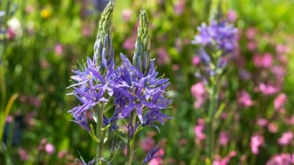 The right way to Plant, Develop, and Look after Camassia