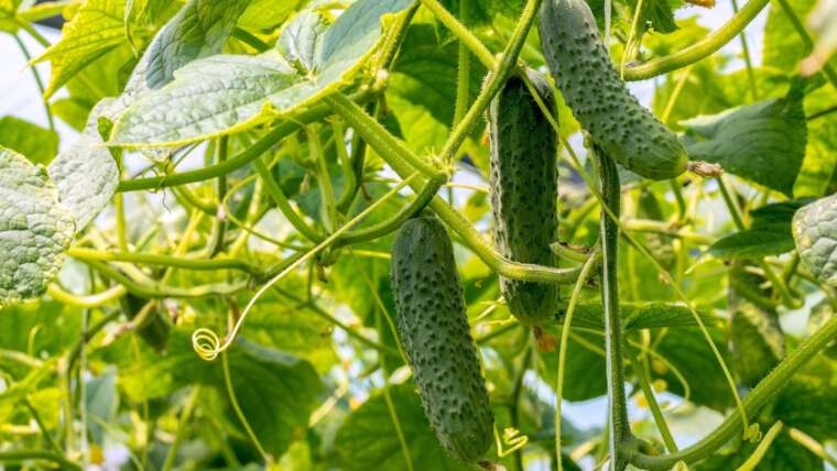 When to Sow Cucumber Seeds in Your Zone