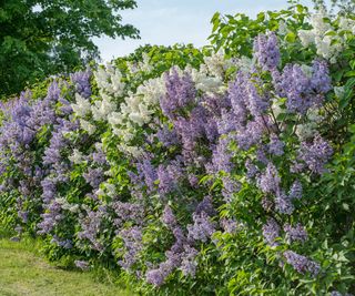 7 Aromatic Hedge Crops For Heavenly Floral Boundaries