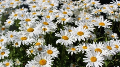 Methods to Plant, Develop, and Care For Shasta Daisies