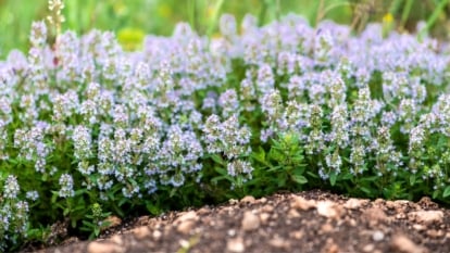 Easy methods to Plant, Develop, and Look after English Thyme