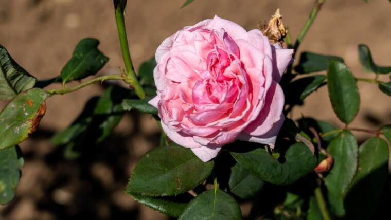 19 Attractive Backyard Roses to Plant This Mom’s Day