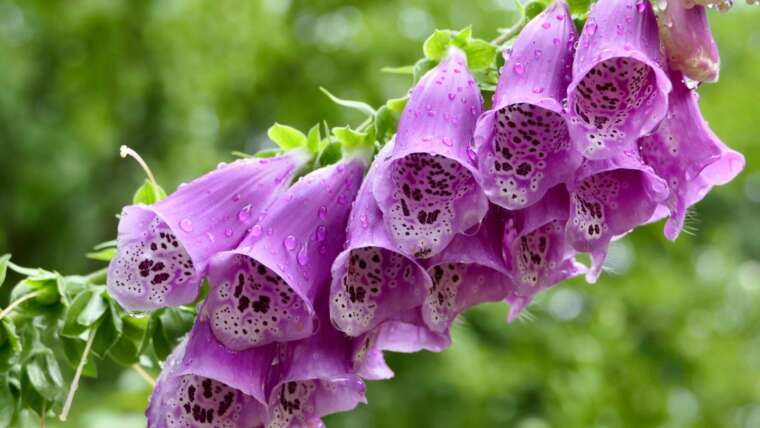 Why Aren’t My Foxgloves Blooming?