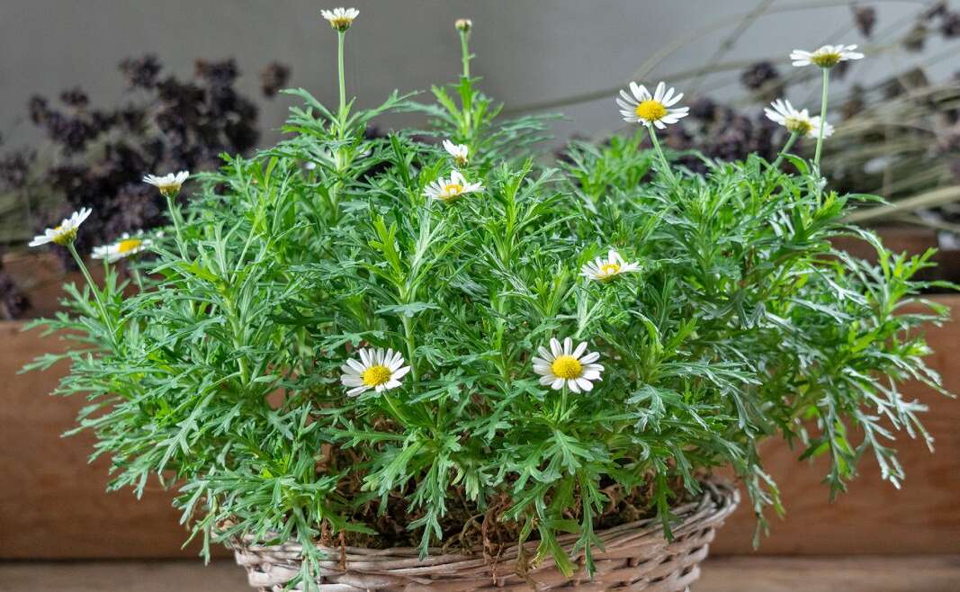 Chamomile In Containers: Rising Chamomile In Pots