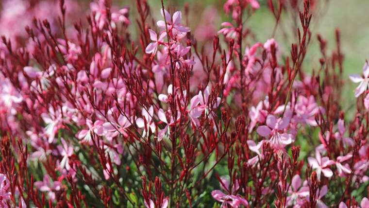 11 Completely different Kinds of Gaura Flowers For Your Backyard