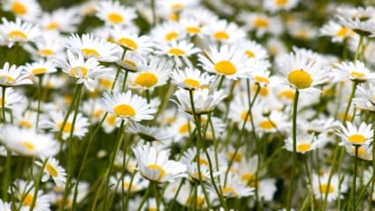 Find out how to Plant, Develop, and Take care of Oxeye Daisies