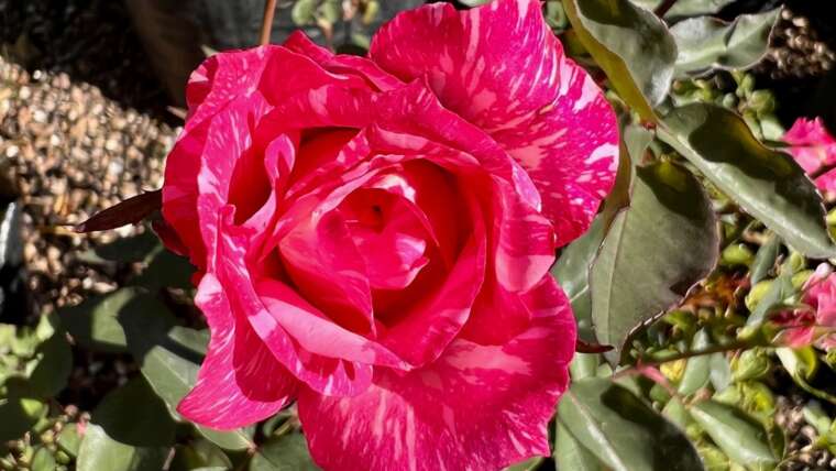 What are Hybrid Perpetual, Bourbon, and Portland Roses?