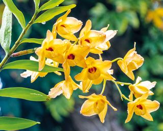 How Lengthy Do Orchids Dwell? And How To Lengthen Their Lifespan