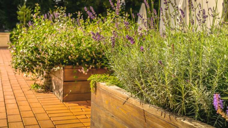 7 Ideas for Rising Bountiful Flowers in Raised Beds