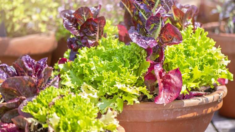 Foodscaping Concepts For Containers – How To Attempt Edible Landscaping In Even The Smallest Areas