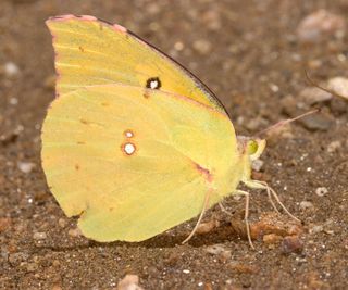 Help California Dogface Butterfly: Do Extra For Zerene Eurydice
