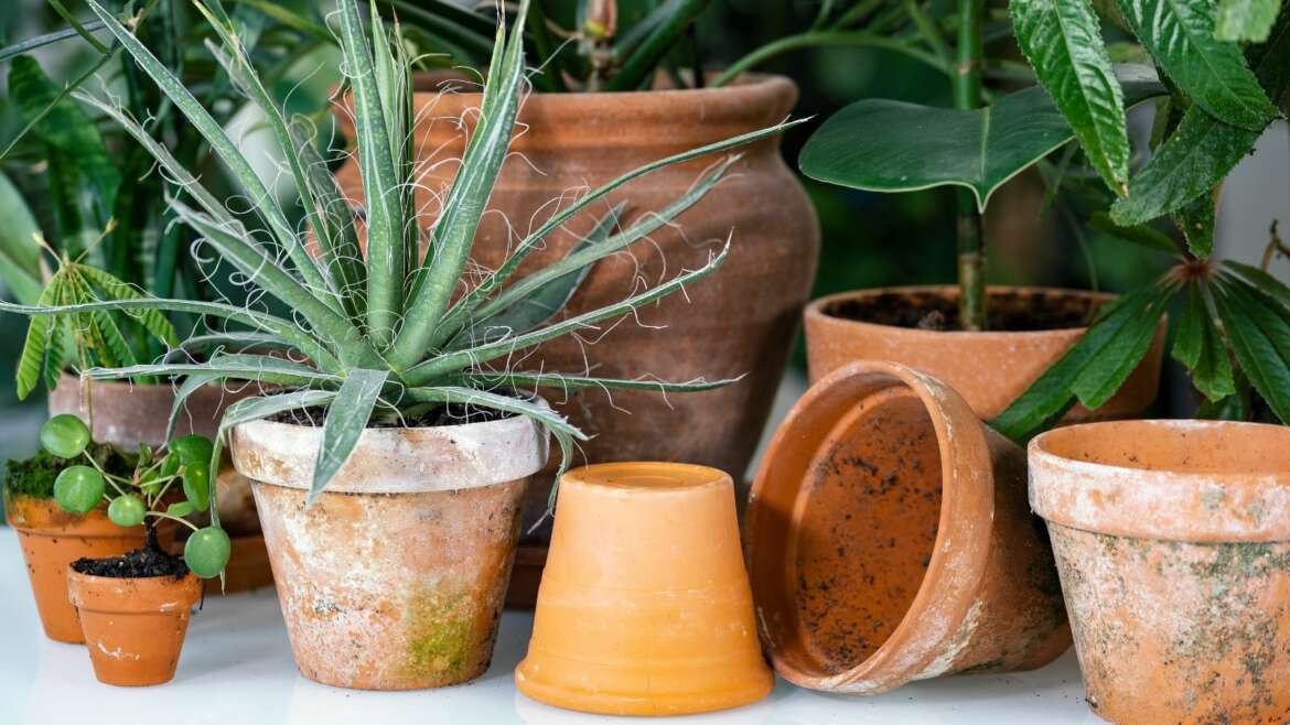 5 Steps For Wholesome Houseplants this Spring