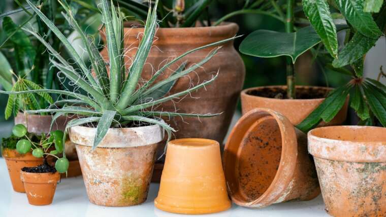5 Steps For Wholesome Houseplants this Spring