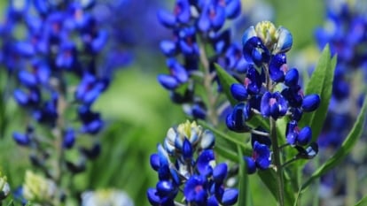 How you can Plant, Develop, and Take care of Texas Bluebonnets