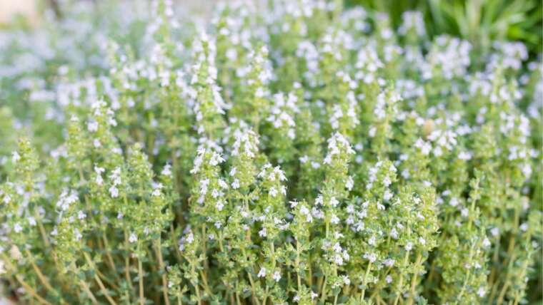 15 Styles of Thyme For Your Backyard