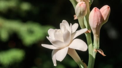 How you can Plant, Develop, and Look after Tuberose