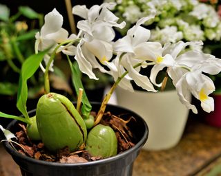 How Typically To Water Orchids – The Definitive Information