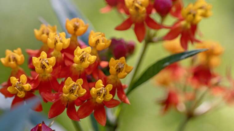 Is Tropical Milkweed Unhealthy For Your Butterflies? What You Can Do